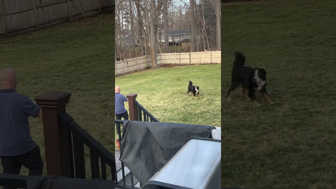 Bernese Mountain Dog Puppy Won't Come Inside