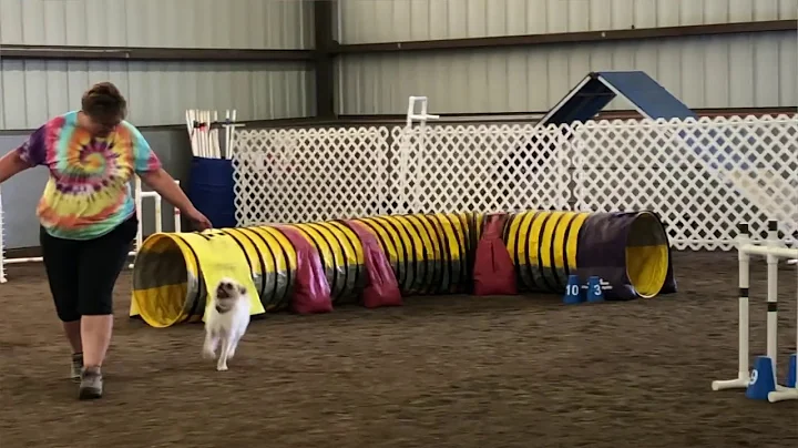 Teebo's First Agility Seminar