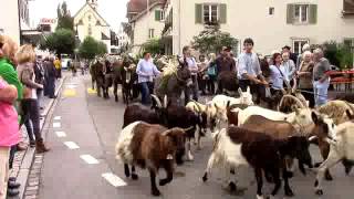 Alpabfahrten Mels vom 17.Sept.2016