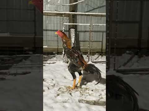 Последний Самурай о шамо Shamo Aseel Ganoi Hint