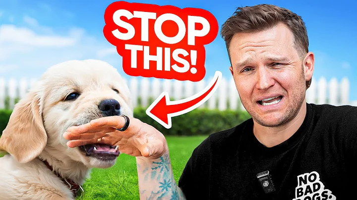 How To STOP Puppy Biting Right Now! NEW 2025