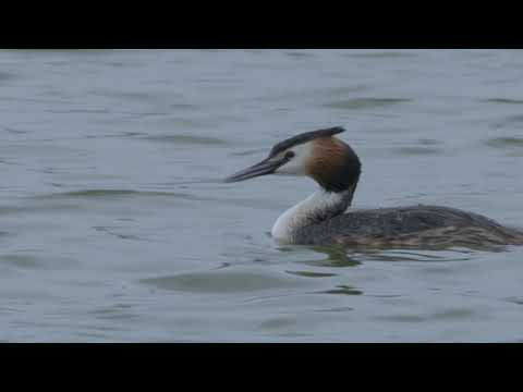 დიდი კოკონა / Crested Grebe