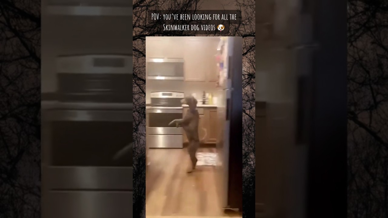 Skin walker Dogs 😬😰☠️