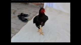 SPECIAL ASEEL 3 CHANDOORI AND AMROHA MIX 3 TIME CHAMPION 2012 wahidaseels