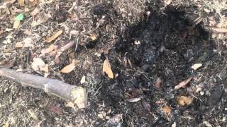 Compost at no cost under 3 weeks