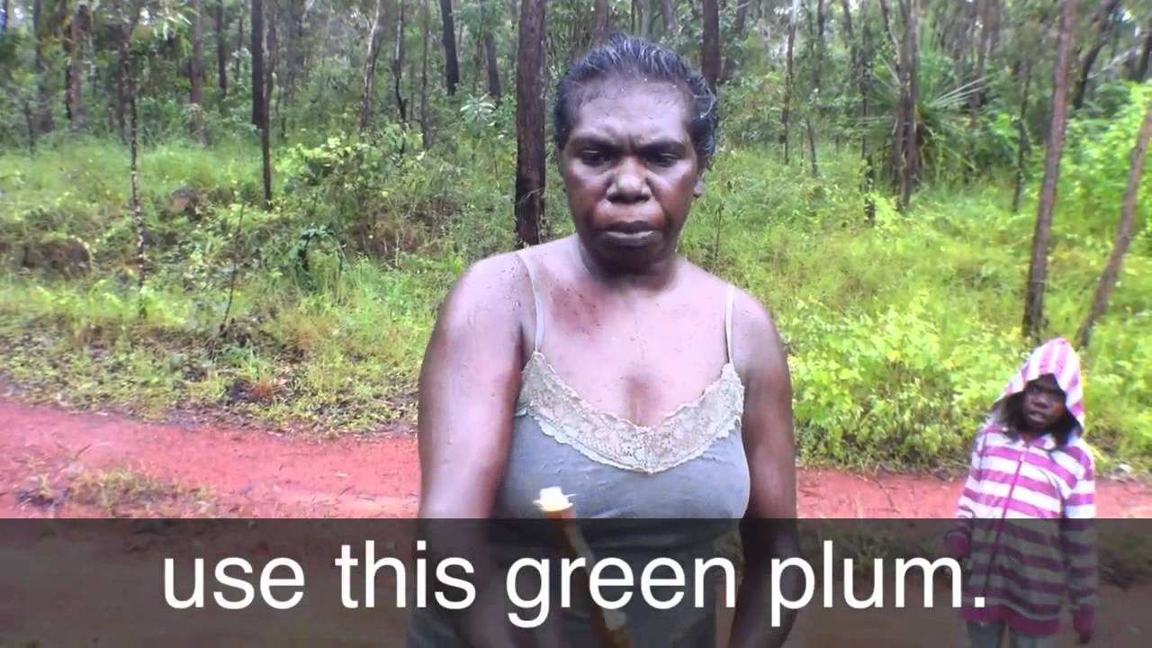 Bush Medicine by Brendan Yunupingu 