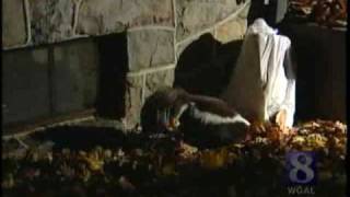 Wild Moments: Why Are Skunks So Active Now This Time Of Year?
