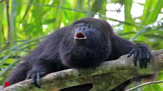 Fauna of the Ecuadorian Coast - definition and examples