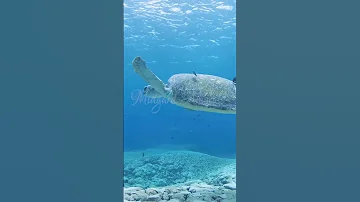 Под угрозой исчезновения / Sea Turtle / #Shorts