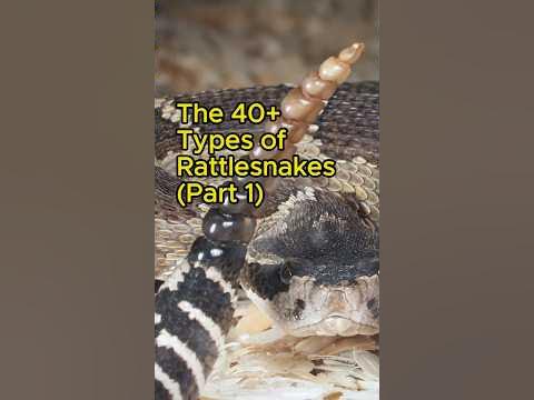 THE 40+ TYPES OF RATTLESNAKES (Part 1) 🐍 Give Us Your Comments