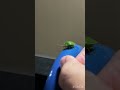 俺の傘に寄生した害虫