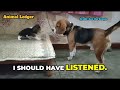 Decoded Deep Conversation Between Daughter and Dad! Leo the Beagle dad and lilly beagle puppy