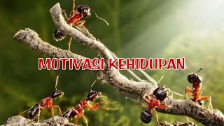 TEAM WORK|Kerjasama tim|Vidio motivasi|Kisah inspiratif seekor semut#3