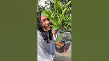 Mận Xanh Đường Sóc Trăng giá rẻ