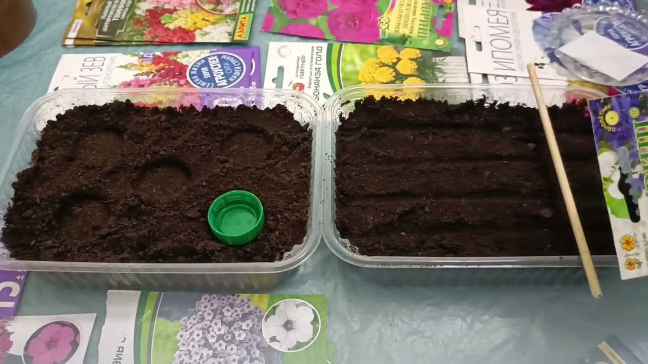 Посев лобелии Хрустальный дворец и Ривьера Полночь.