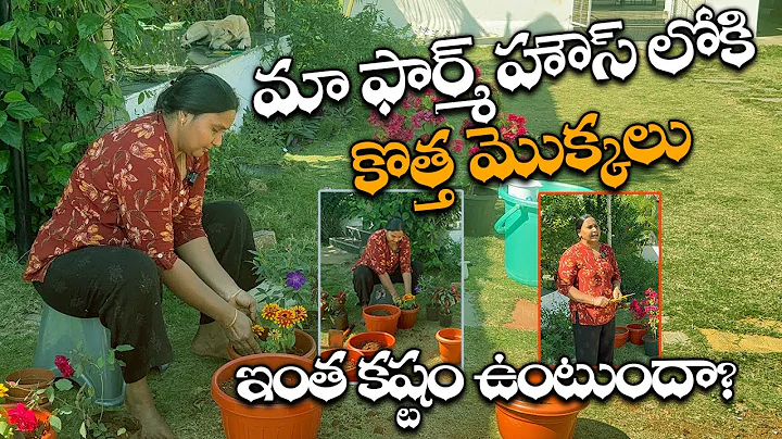 How New Plants Were Added to Our Garden | Garden Makeover | Life At Farmhouse