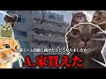 猫ミームだけで10万人行った人の質問コーナー