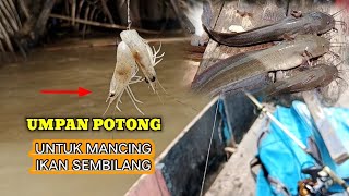 Rahasia Umpan Mancing Ikan Sembilang