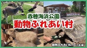 動物ふれあい Youtube