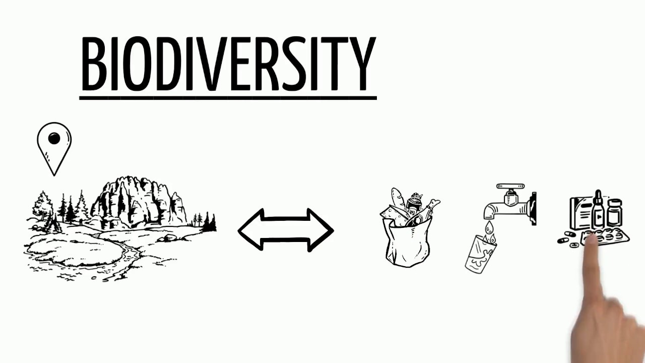 Biodiversity Explained International Day Of Biodiversity Youtube