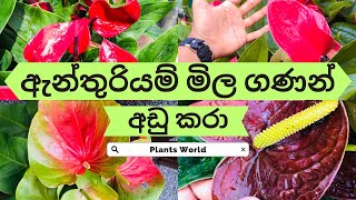??ඇන්තුරියම් පැල මිල ගණන් අඩු කරා-Anthurium Plants Price In Sri Lanka|Kandy