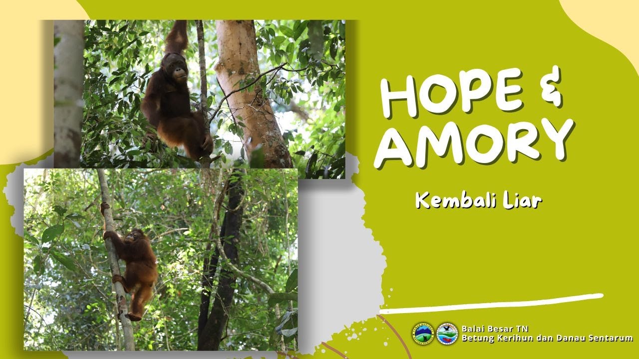 Hope & Amory Kembali Liar