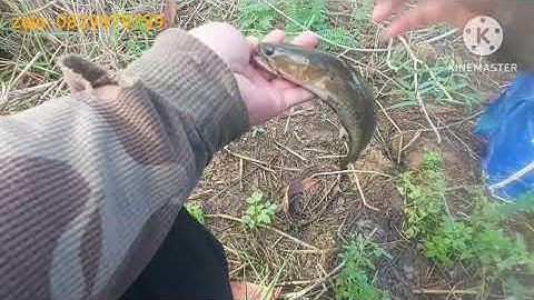 câu cá lóc.tập 25.câu lũ ruông khoai ngập nước.cái kết đống cá xệ nách.#lureloc #thailan.