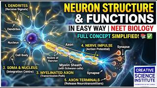 📚 Neuron Structure and Functions in Easy Way | NEET Biology #youtube #shorts #neet #neuron #csi