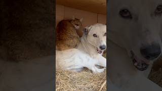 cat sleeps on dog #cat #villagenaturelife #animals