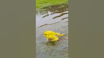 frog sounds 🐸#frogsound #frogshort #mansoon #shortvideos #trending #viral