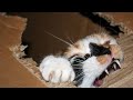 Funniest Cats Compilation 2022 - No Music, Just Cats Sounds!