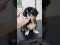 小さなチワプーの子犬が初カットで・・・