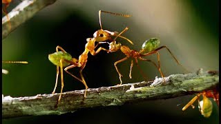 Une Forteresse De Fourmis Attaquée Par Une Armée - Zapping Sauvage