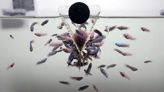 I got a lot of Baby betta fish  [ FISH GROWTH ] by Bije Aquatics 23,545 views 1 year ago 5 minutes, 16 seconds