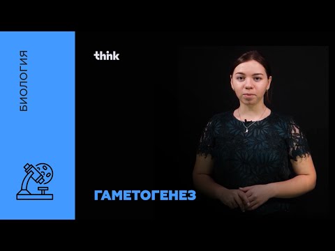 Гаметогенез | Биология