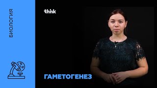 Гаметогенез | Биология