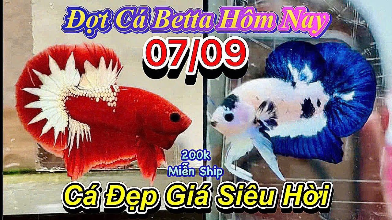 ❤️07/09/2025_Clip Betta Mới Cực Đẹp_Giá Mềm_Từ 50k_Đơn 200k Freeship❤️