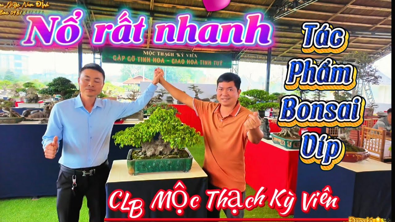 Nổ rất nhanh tác phẩm bonsai vip của em Tin Hà Đông