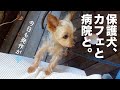 保護犬、カフェと病院の3連休最終日。２日連続で痙攣がありました。【Day57】