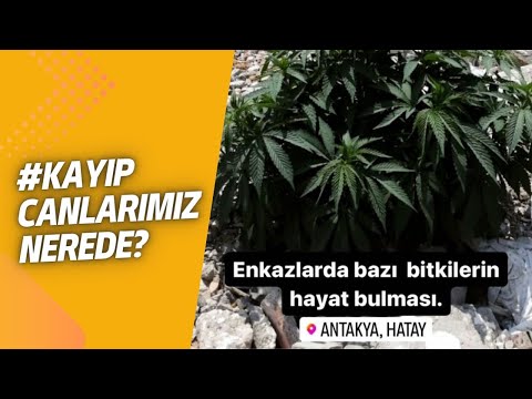 KİBİRLERİYLE BİTECEKLER GİBİ... PEKER'İ KÖPRÜYE ASTILAR… ALİ TARAKCI