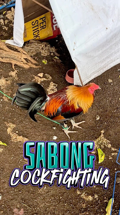 For Sabong , Cockfighting Rooster .. Cordova Mactan