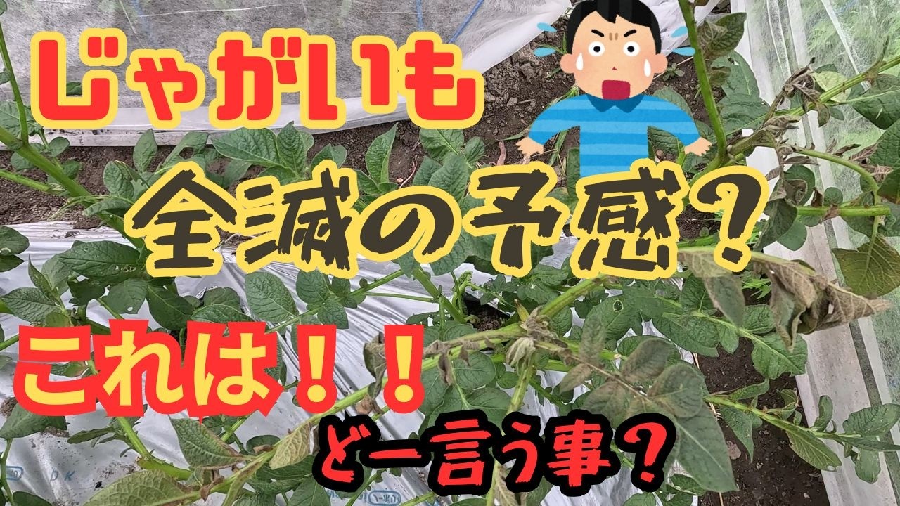 【じゃがいもの病気】超早い感染‼　葉が次々に枯れていく疫病の怖さ⁉