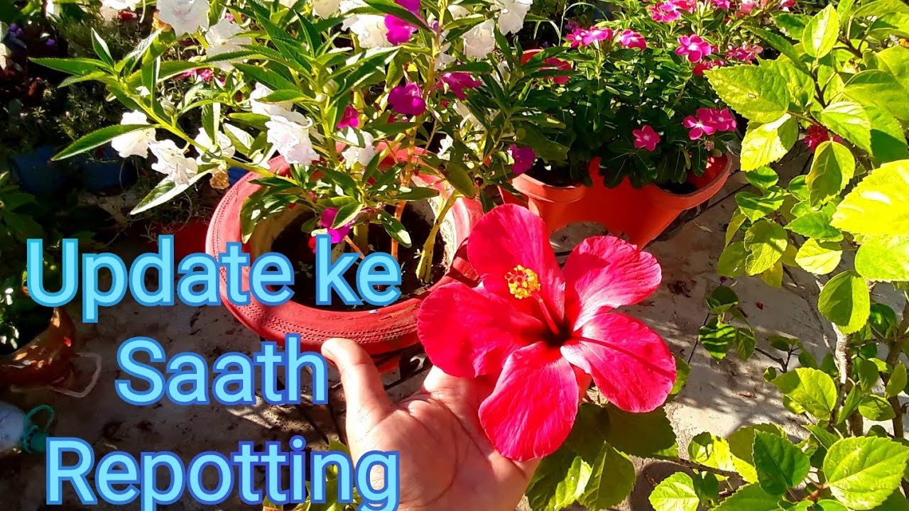 Root pruning and Repotting of Rootbound Hibiscus Gudhal Plant in Same ...