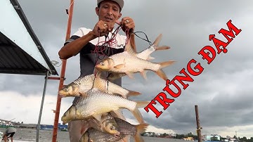 CÂU CÁ SÔNG CÙNG ANH TÍNH NGÀY 5 | rước thầy Tâm Lú xuống ghe đi câu cá chơi, ai dè trúng đậm