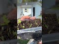 #gardening #garden #food #jesus