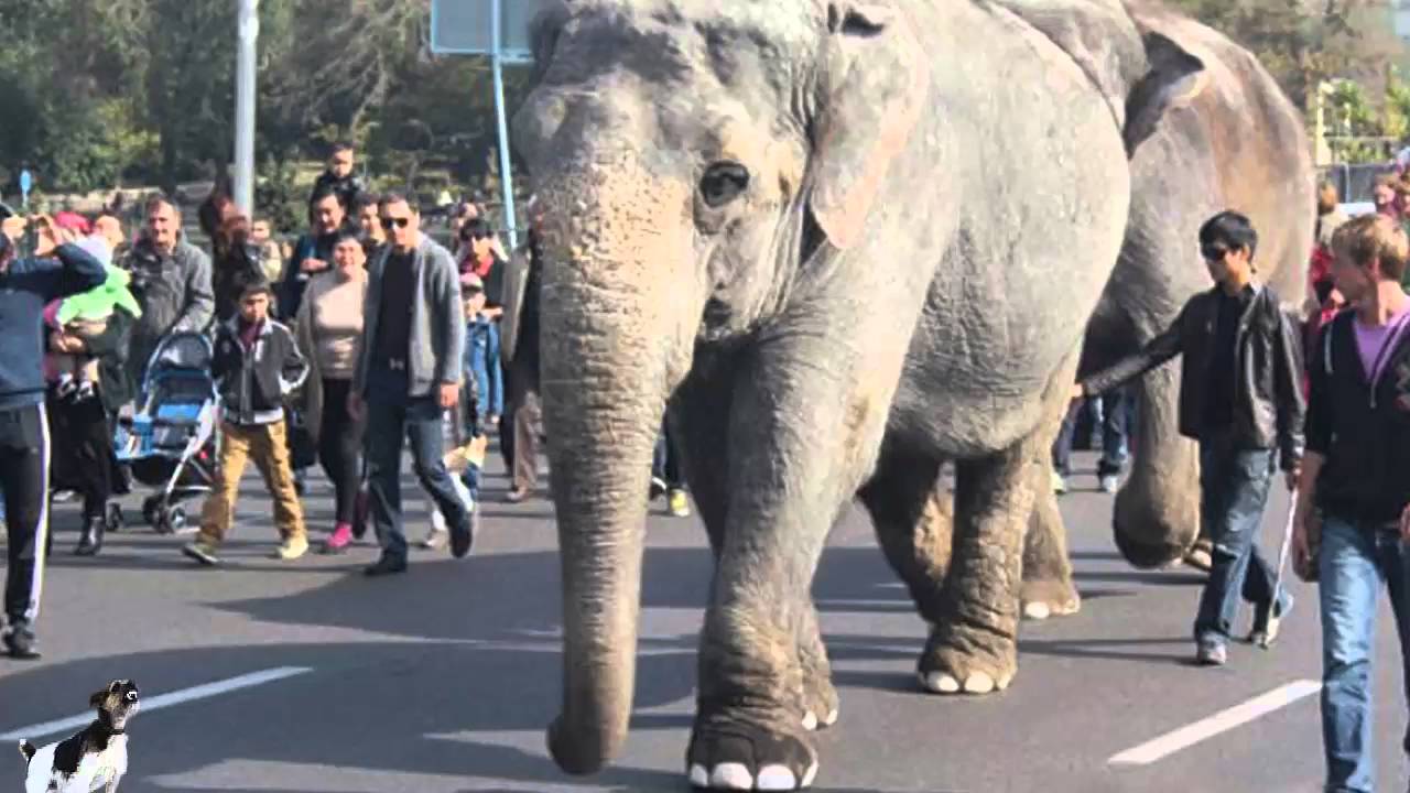 развивиющий мультик басня И.Крылова "Слон и Моська" - YouTube