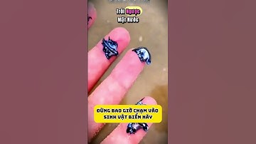 Đừng bao giờ chạm vào sinh vật biển này #kienthucthuvi #giaitri
