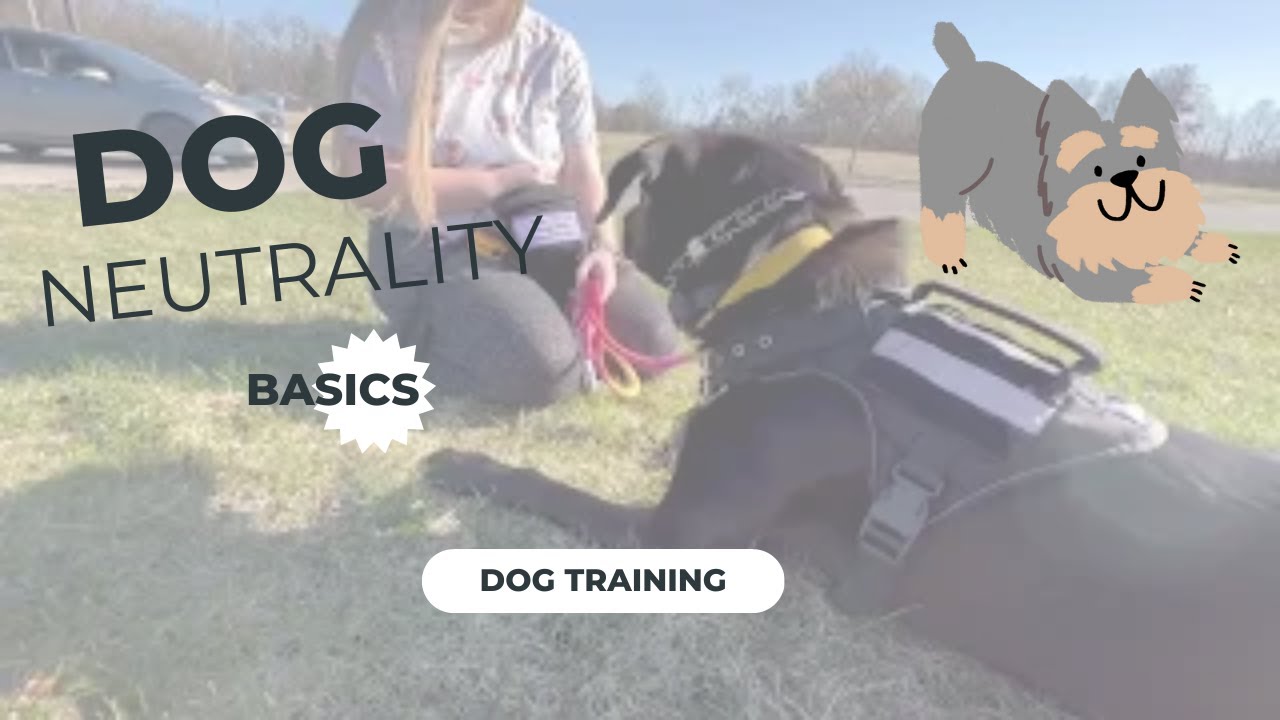 How to Train Dog Neutrality (Get Your Dog to Ignore Other Dogs) YouTube