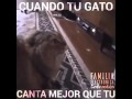 Cuando tu gato Canta mejor que tu 🎶