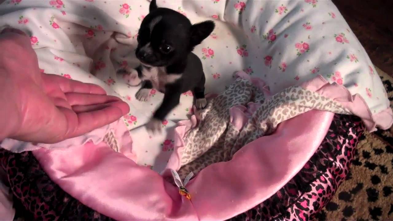 black female chihuahua